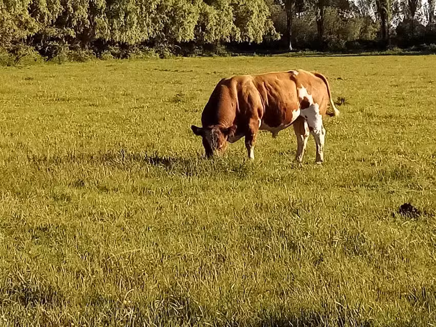 Criadero Los Becerritos