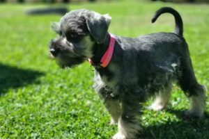 Criadero Mundo Canino