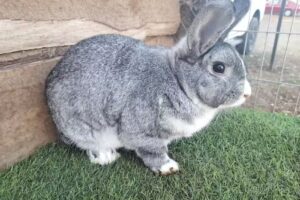 CUNICULTURA BENJAMIN MAQUEHUE