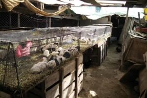 Cuyes y Plantas Don Cosme