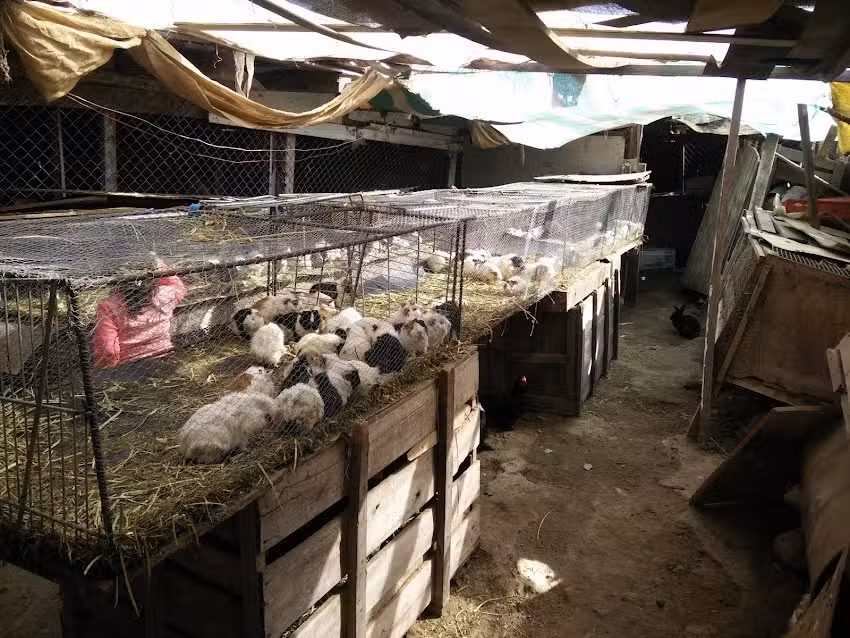 Cuyes y Plantas Don Cosme