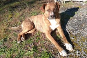 CVM Centro Veterinario Municipal