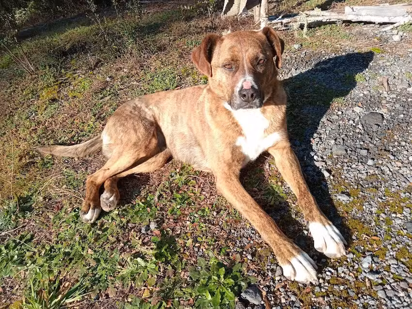 CVM Centro Veterinario Municipal