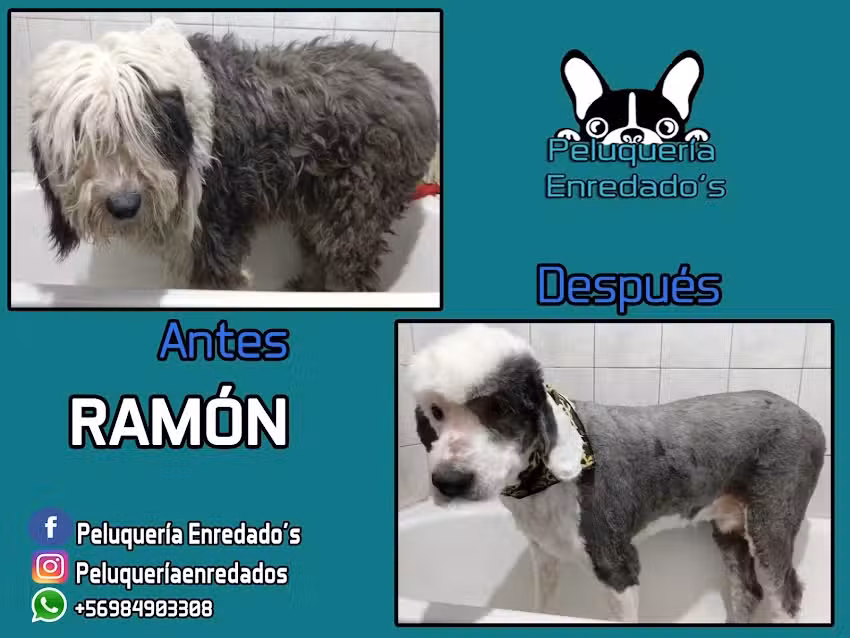 CVSE &ndash; Centro Veterinario & Spa Enredados