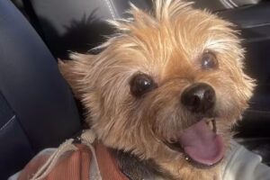 Diquivet Centro Quir&uacute;rgico y diagn&oacute;stico Veterinario