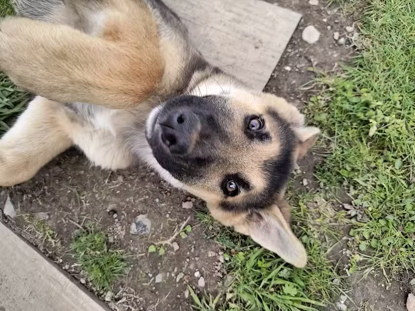 Dixivet &ndash; Veterinaria 24/7