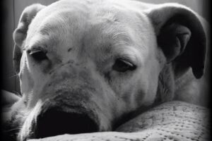 Docky Crematorio de mascotas y servicios veterinarios