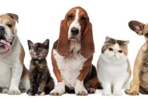 DogtorCat Veterinaria