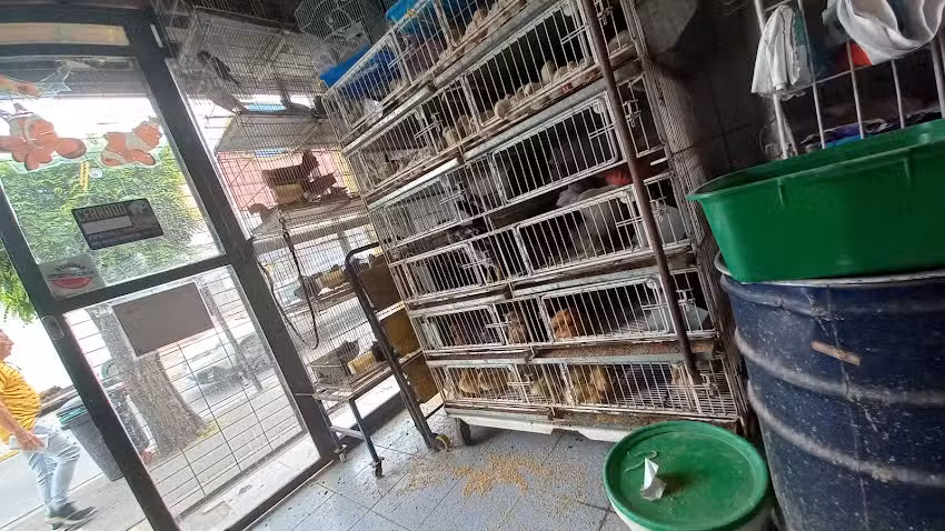 Don Daniel Perez Casa De Mascotas Villagran 446