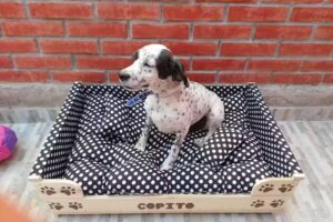 Dulce dormir mascotas