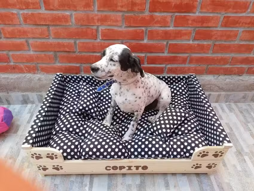 Dulce dormir mascotas