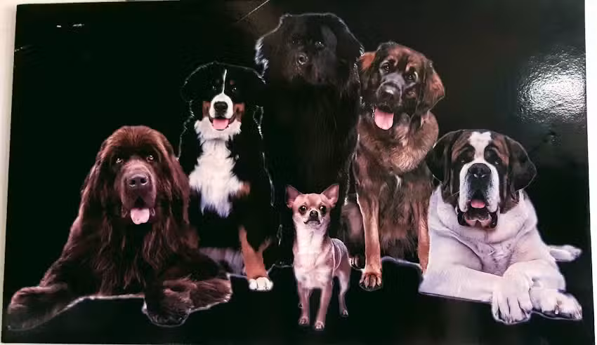 Echame una Pata ft Animal pets