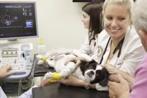 ECOGRAFIA VETERINARIA LA SERENA VET