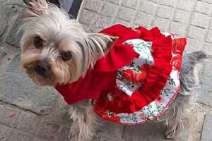 El Club de Toby y Mochi Spa