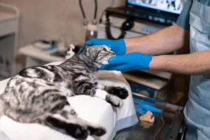 EMERGENCIA VETERINARIA LA SERENA