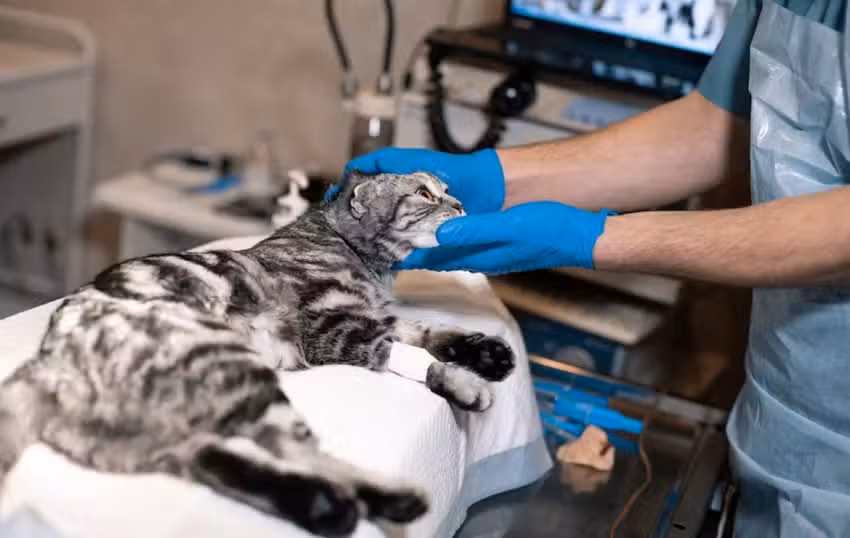 EMERGENCIA VETERINARIA LA SERENA