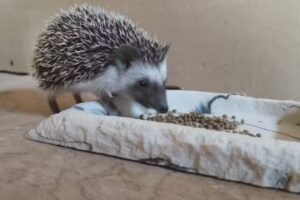 Exotic Animals Store Chile