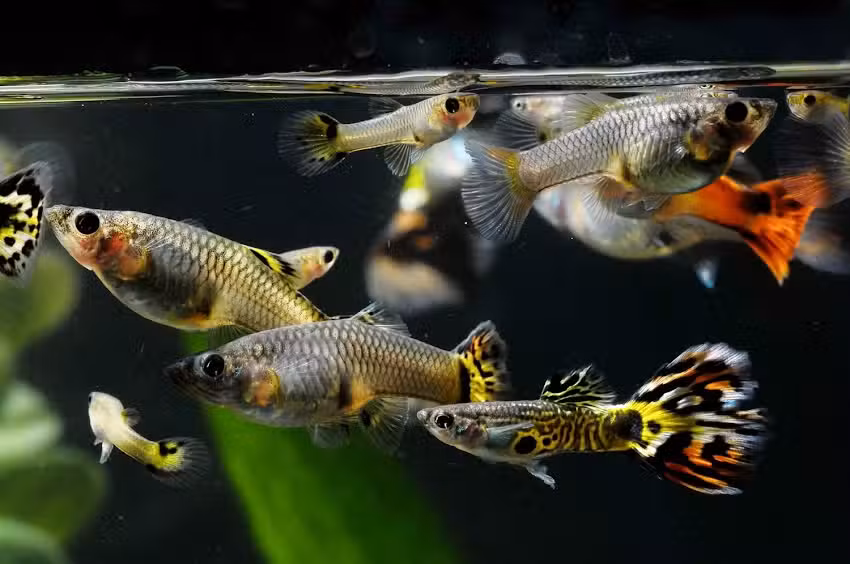 Fishy Acuarius Tocopilla