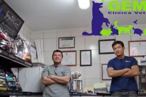 GEMAVet Cl&iacute;nica Veterinaria