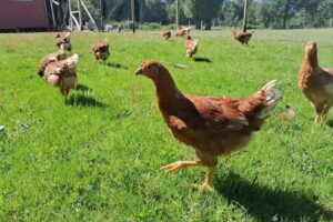 Granja Avicola polulco spa