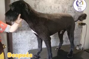Guardería y Peluquería Canina Tuki Tuki