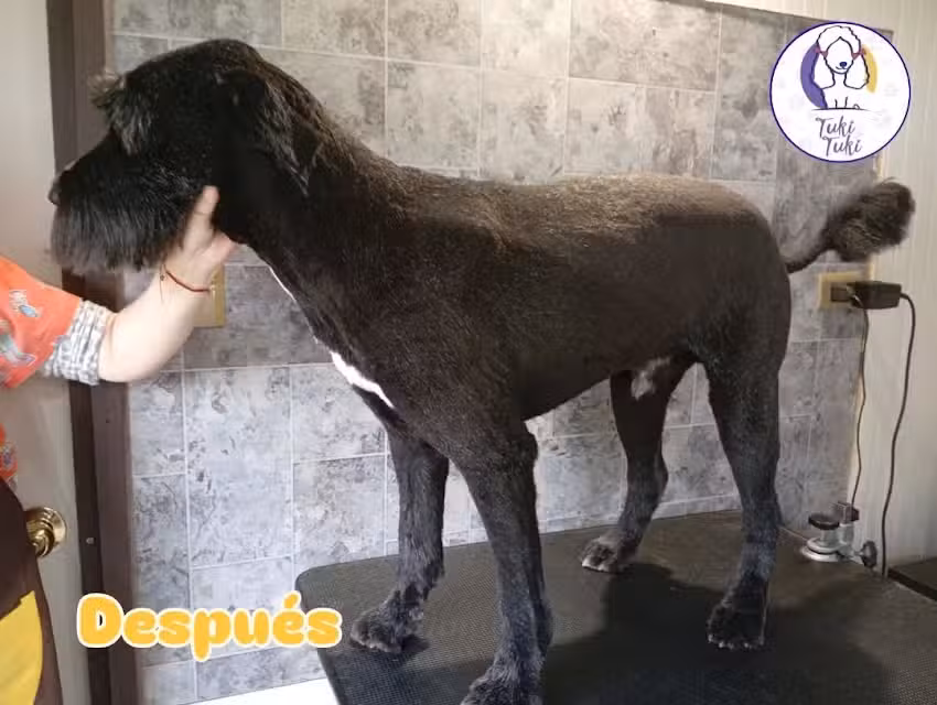 Guarder&iacute;a y Peluquer&iacute;a Canina Tuki Tuki