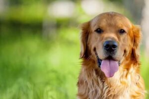 Happytail Centro Veterinario