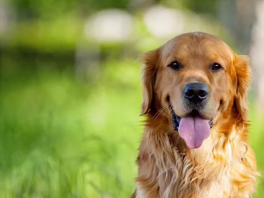 Happytail Centro Veterinario