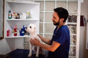 HOMM Servicios Veterinarios