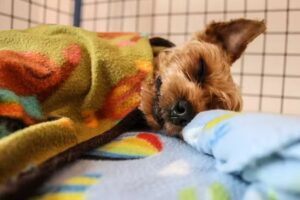 Hospital Cl&iacute;nico Veterinario El Rinc&oacute;n de San Francisco