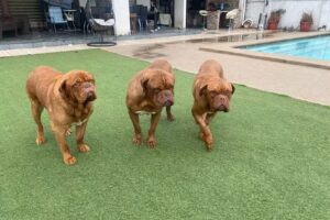 Hospital Cl&iacute;nico Veterinario MDK