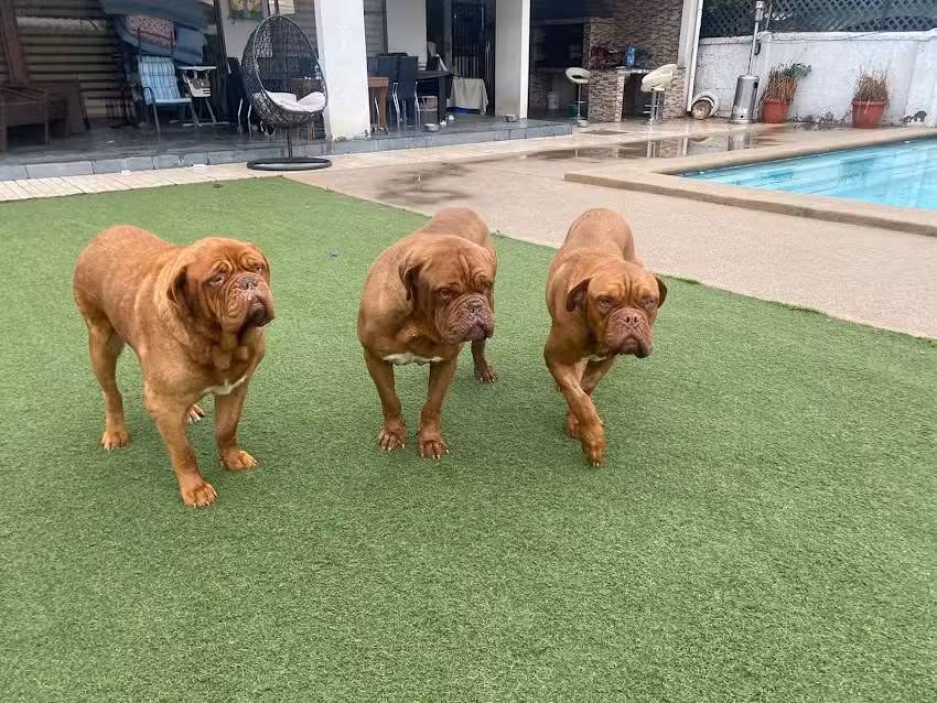 Hospital Cl&iacute;nico Veterinario MDK