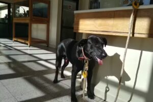 Hospital Cl&iacute;nico Veterinario UACh