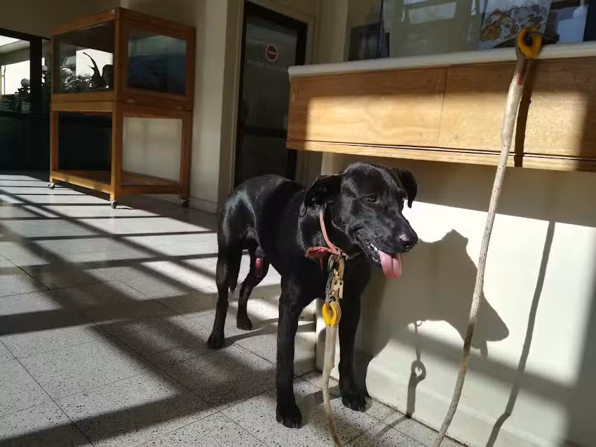 Hospital Cl&iacute;nico Veterinario UACh