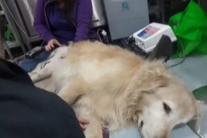 Hospital Clinico Veterinario USS Buin