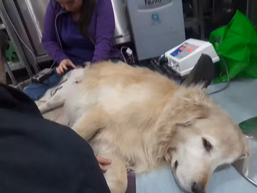 Hospital Clinico Veterinario USS Buin