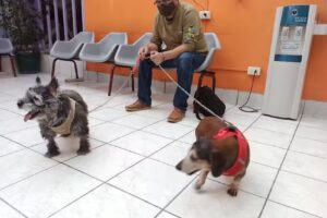 Hospital Veterinario de Santiago