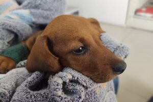 Hospital Veterinario Limari