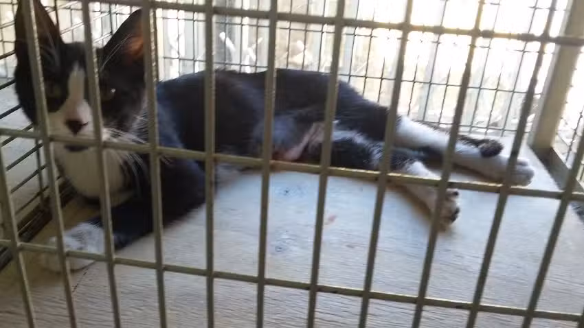 Hospital Veterinario Los Trineos