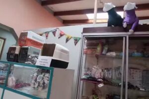 Hospital Veterinario Mofivets