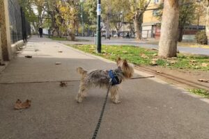 Hospital Veterinario Pedro De Valdivia
