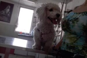 Hospital veterinario San Patricio