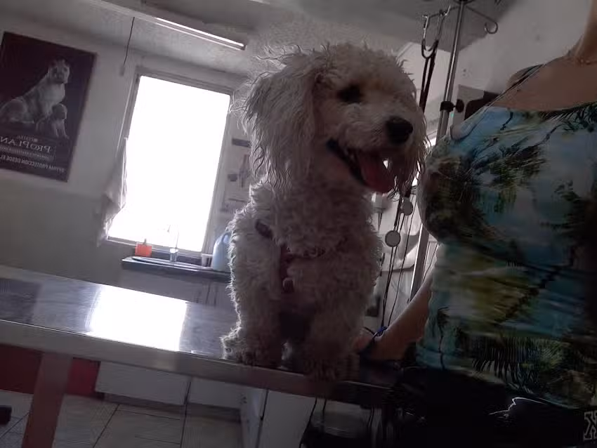 Hospital veterinario San Patricio