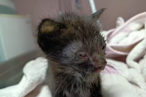 Hospital Veterinario Zoovet