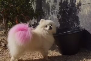 Hotel Boutique Canino Donde La Cucha