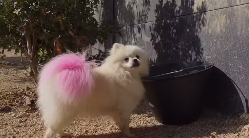 Hotel Boutique Canino Donde La Cucha