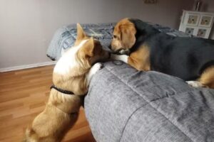 Hotel Canino D&oacute;nde Mateo . Hotel para perros razas peque&ntilde;as. Personalizado. Supervisi&oacute;n Veterinaria Permanente.