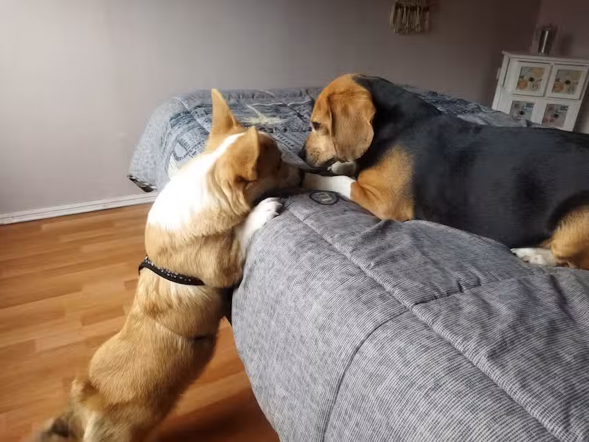 Hotel Canino D&oacute;nde Mateo . Hotel para perros razas peque&ntilde;as. Personalizado. Supervisi&oacute;n Veterinaria Permanente.