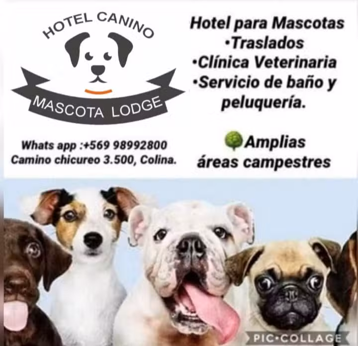 Hotel Canino Mascota Lodge