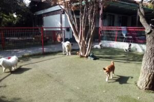 Hotel Pet Resort Santiago
